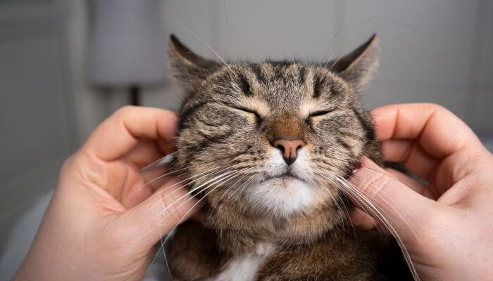 Are Cats Ticklish? Everything You Need To Know Tuxedo Cat