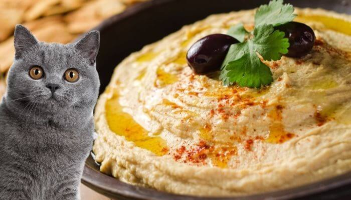 Can Cats Eat Hummus? How Much Is Dangerous Tuxedo Cat