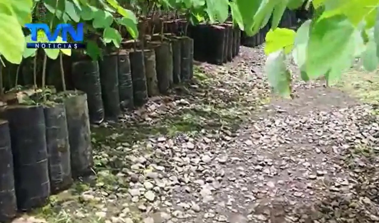 CONELECTRICAS dispone de 1.500 árboles para ASADAS, instituciones