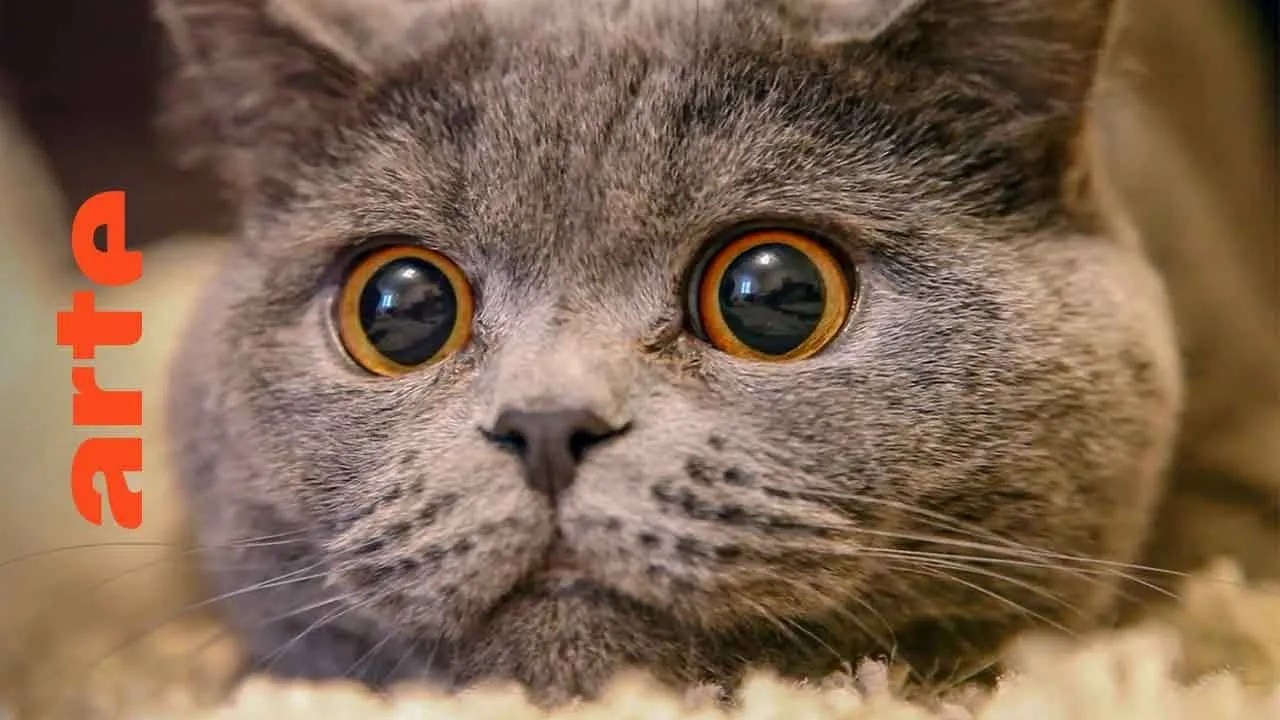 Le chat, ce tueur si mignon ARTE offre le documentaire