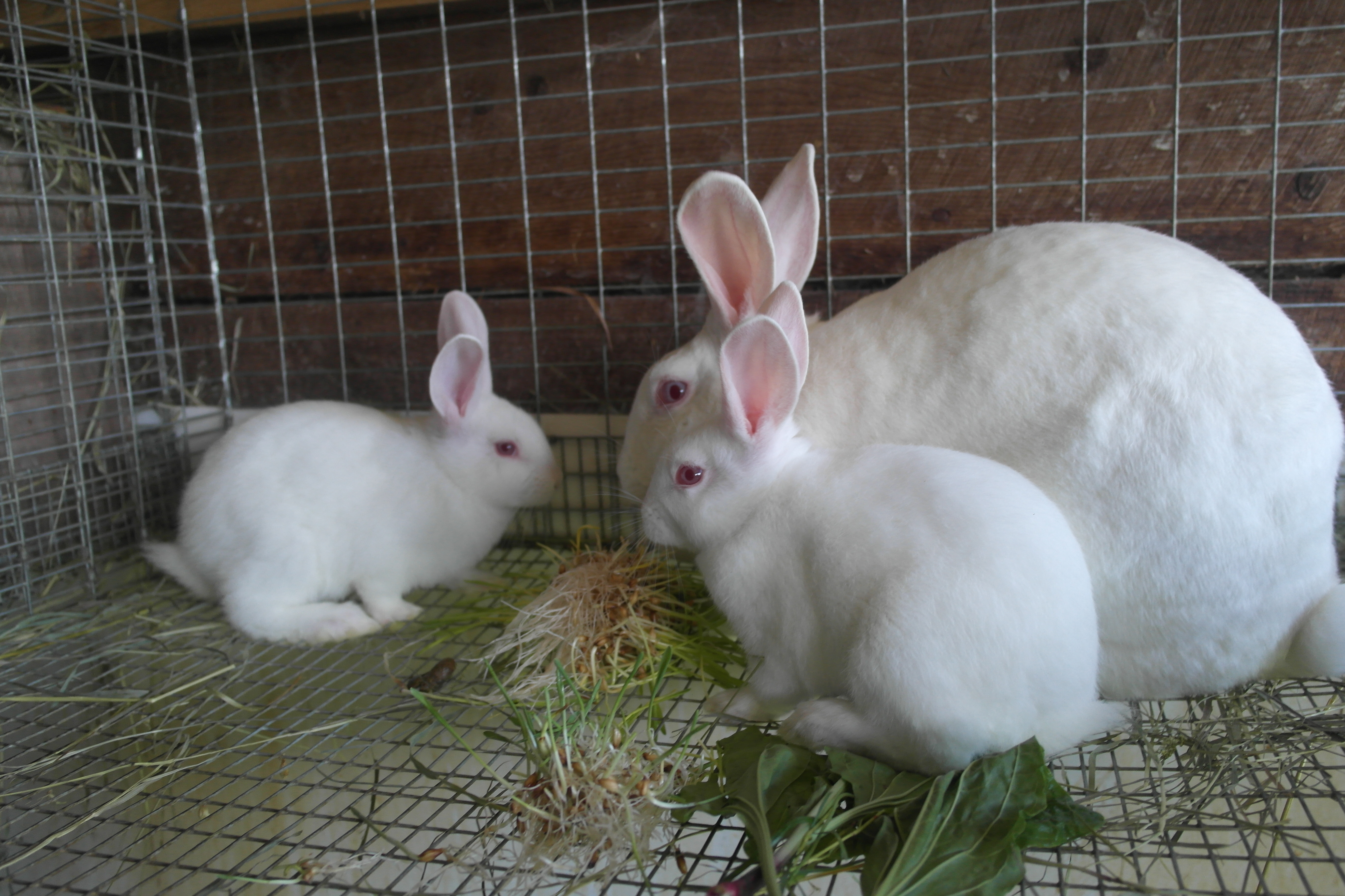 Poultry and NewZealandRabbits