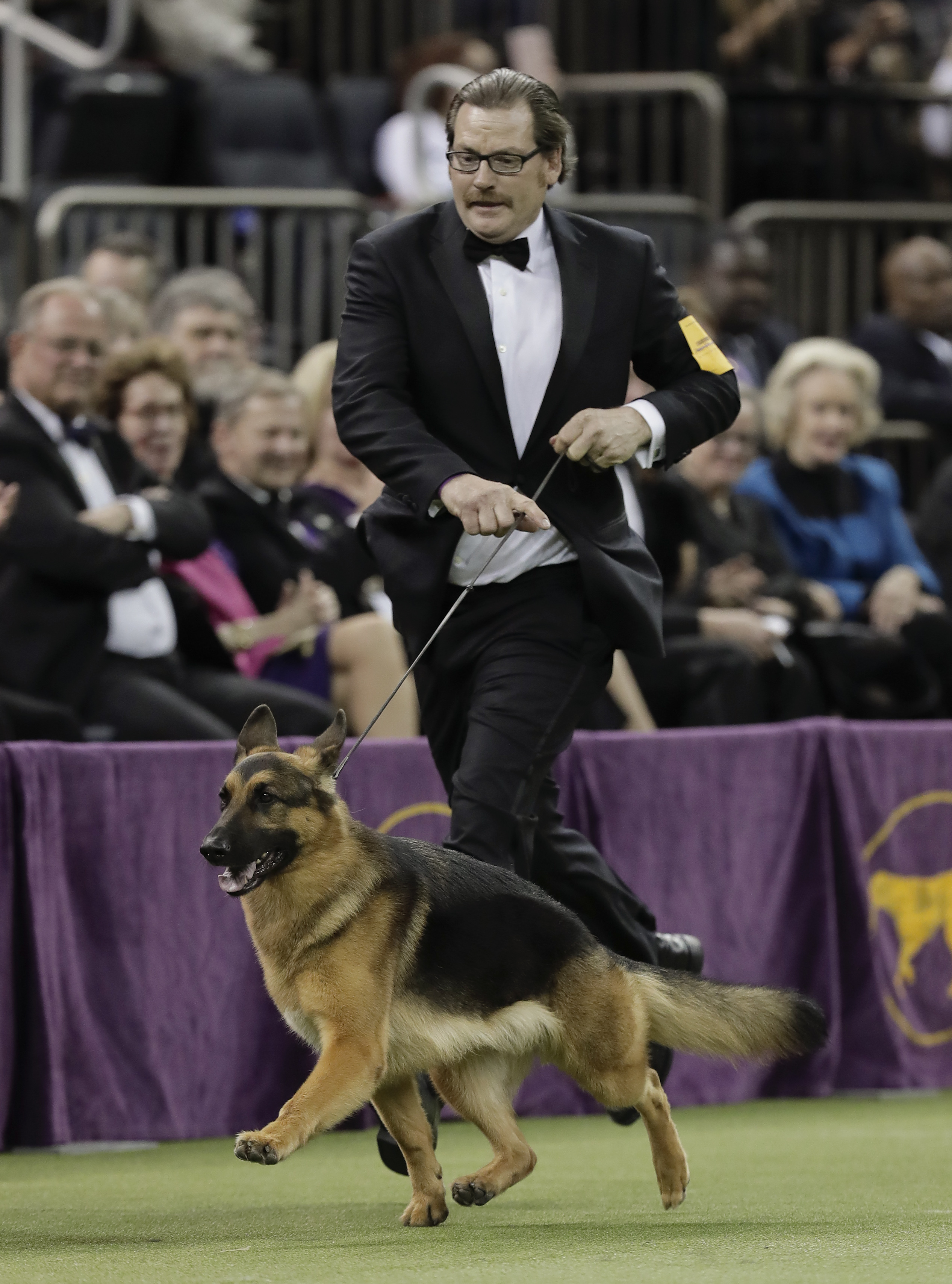German shepherd from Wisconsin wins best in show at Westminster Twin