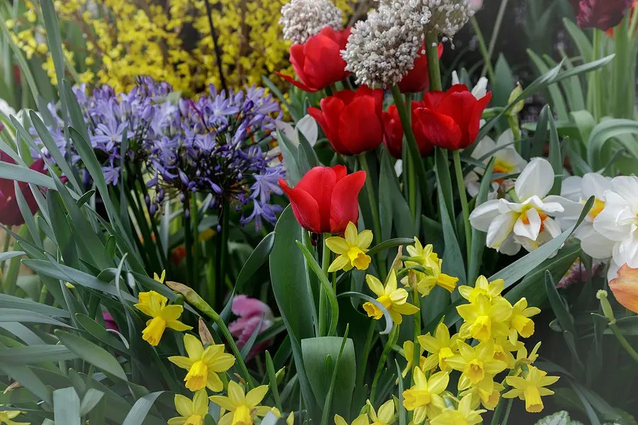 The Ultimate Guide to Layering Your Flower Bulbs
