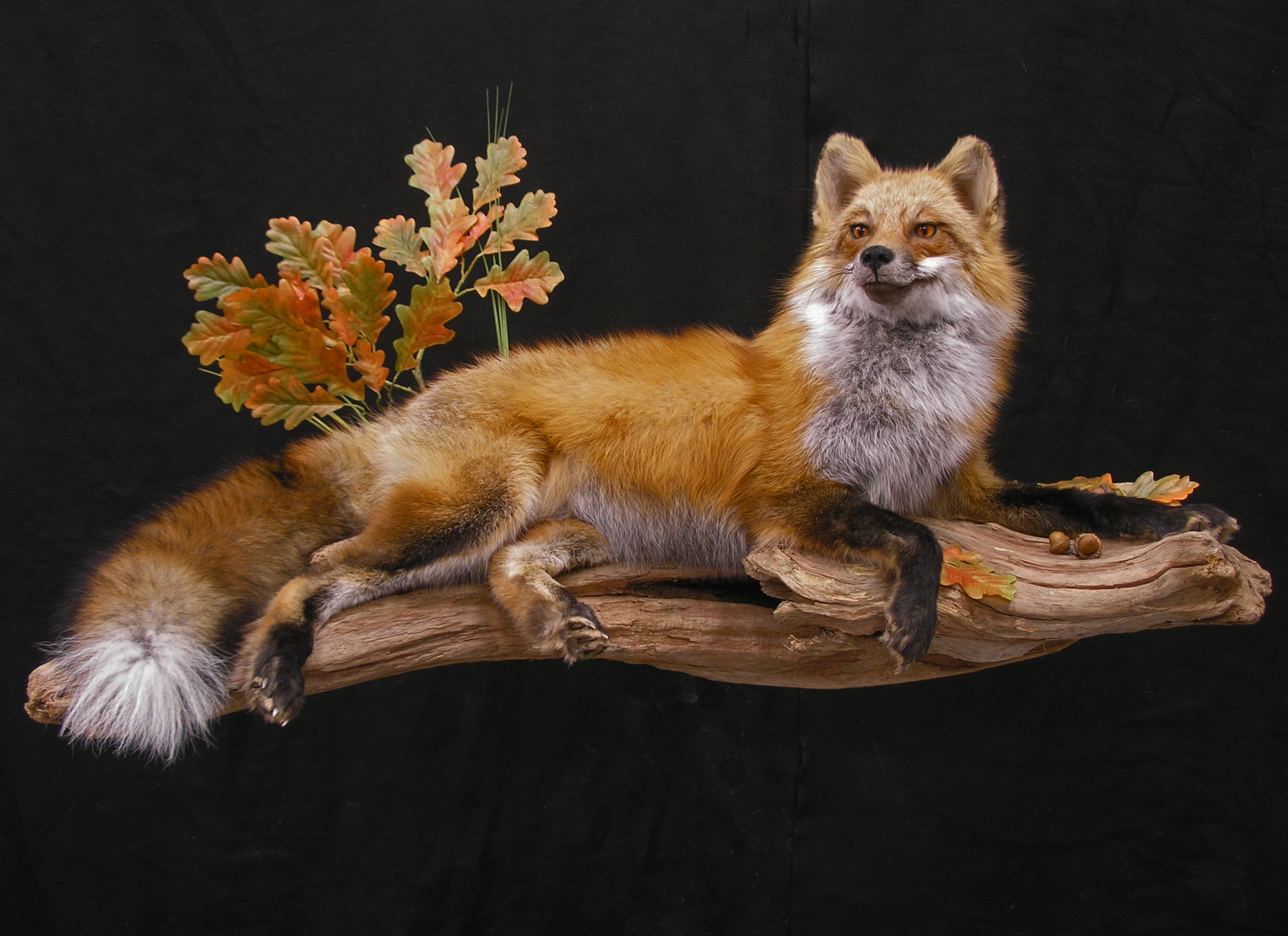 Small Game Taxidermist Two Rivers Taxidermy, Hinckley, MN