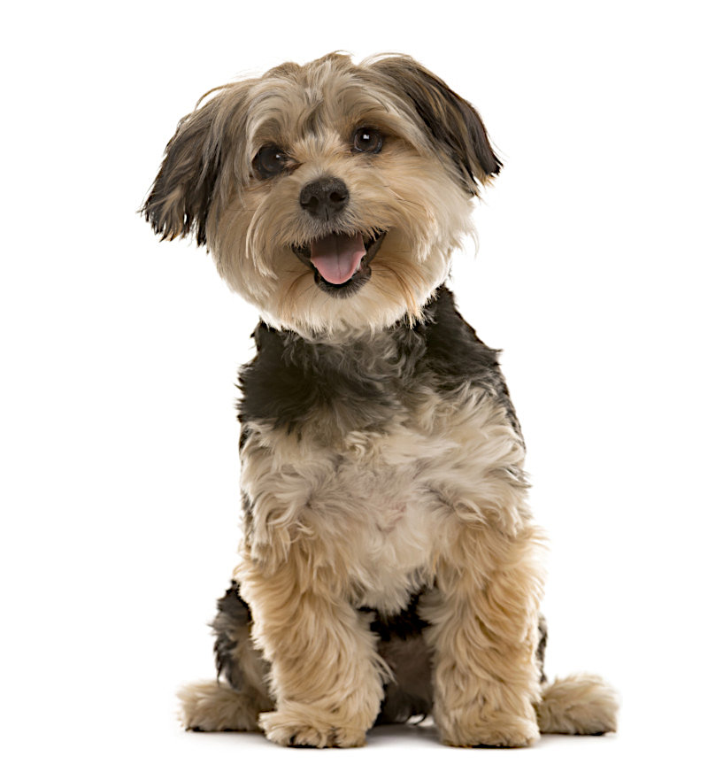 Dog Boarding Rock Hill Sc / Schnorkie, Puppies, Dogs, For Sale, In