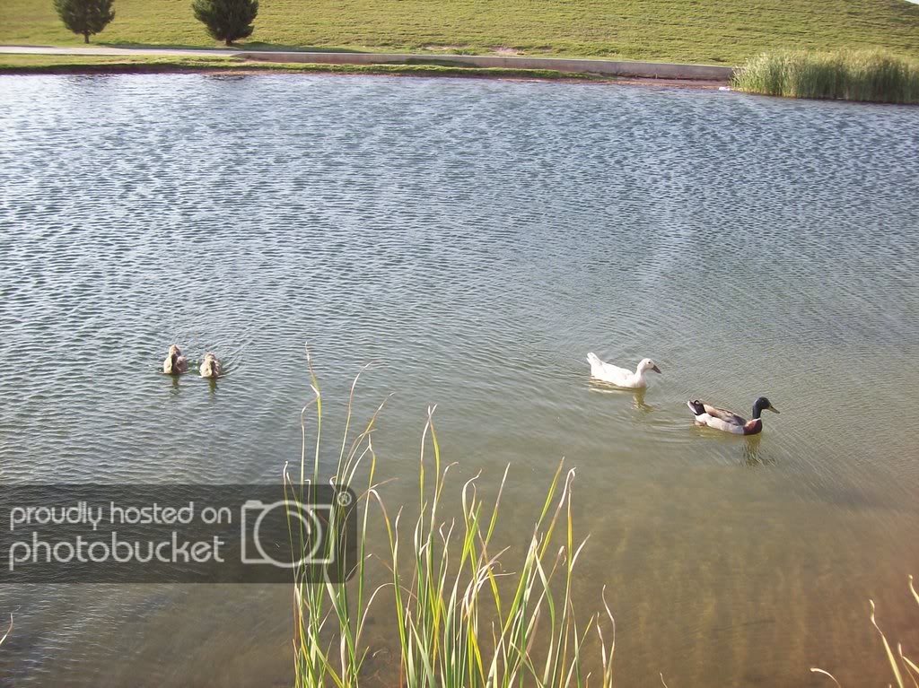 Beal Park in Midland Two Wheeled Texans