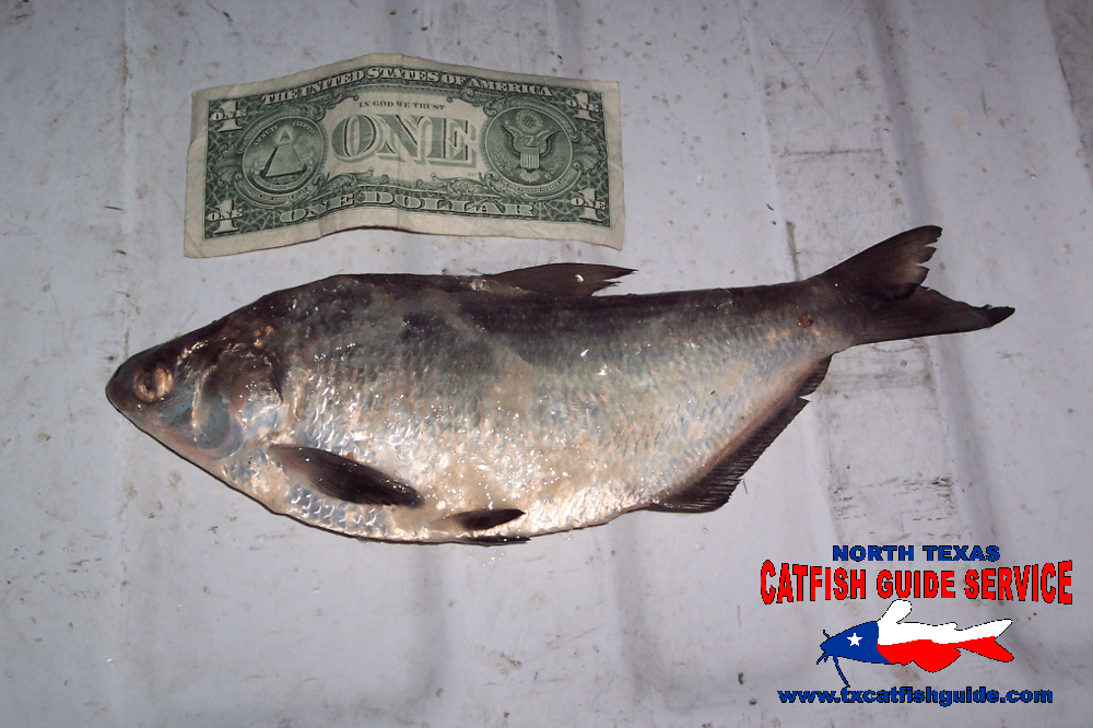 North Texas Catfish Guide Service Photos