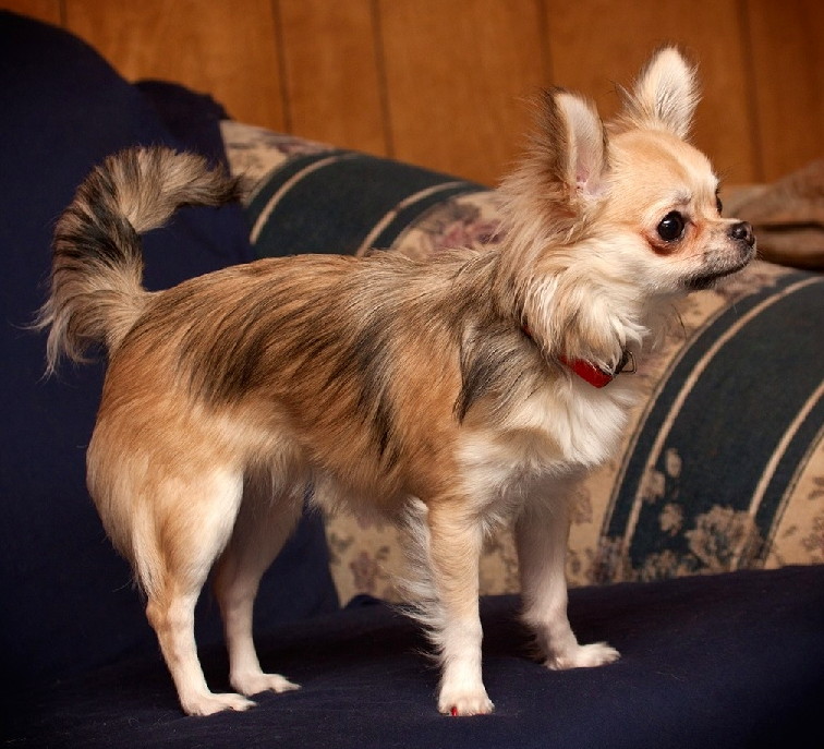 +23 Long Coat Chihuahua Texas