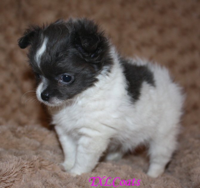 Texas long coats PAST PUPPIES