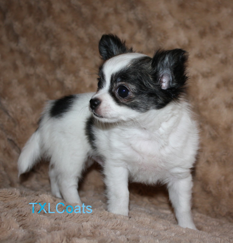 Texas long coats PAST PUPPIES