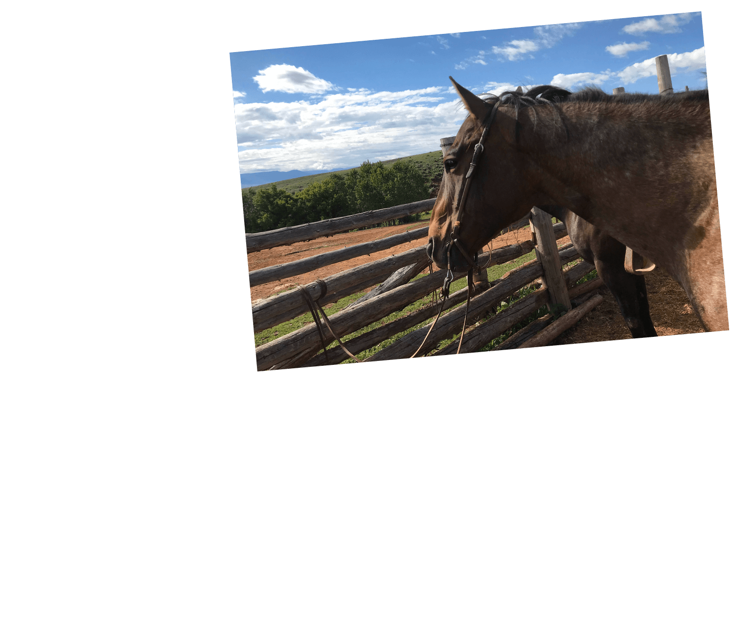 Horses for Sale Wyoming & Montana Cattle Ranch TX Ranch