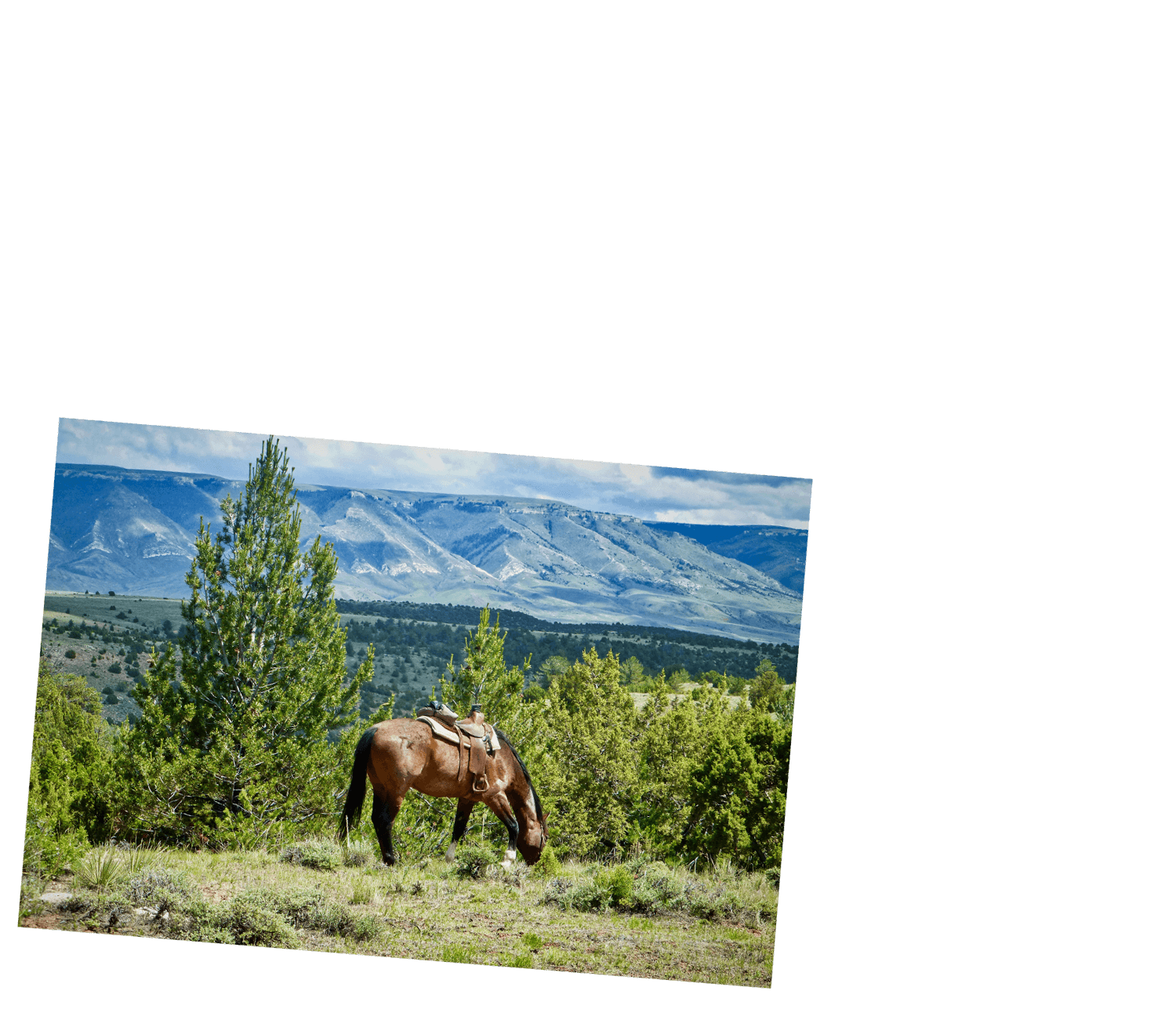 Horses for Sale Wyoming & Montana Cattle Ranch TX Ranch