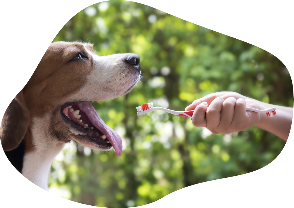 Veterinary Clinic McAllen TX Wellness Spay & Neuter Clinic in Texas