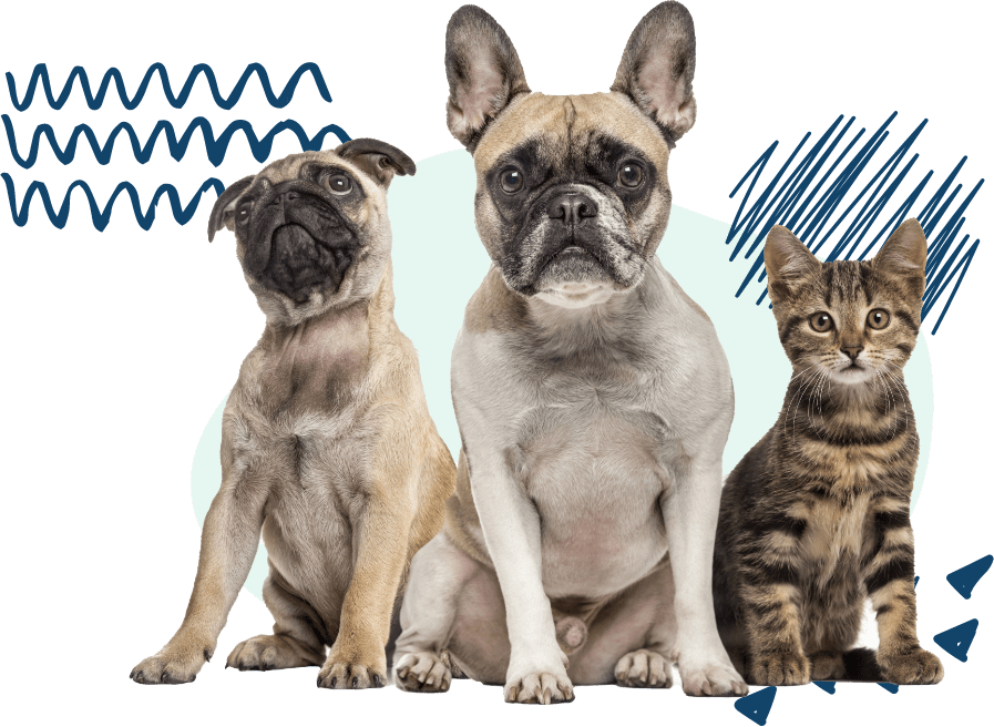 Veterinary Clinic McAllen TX Wellness Spay & Neuter Clinic in Texas