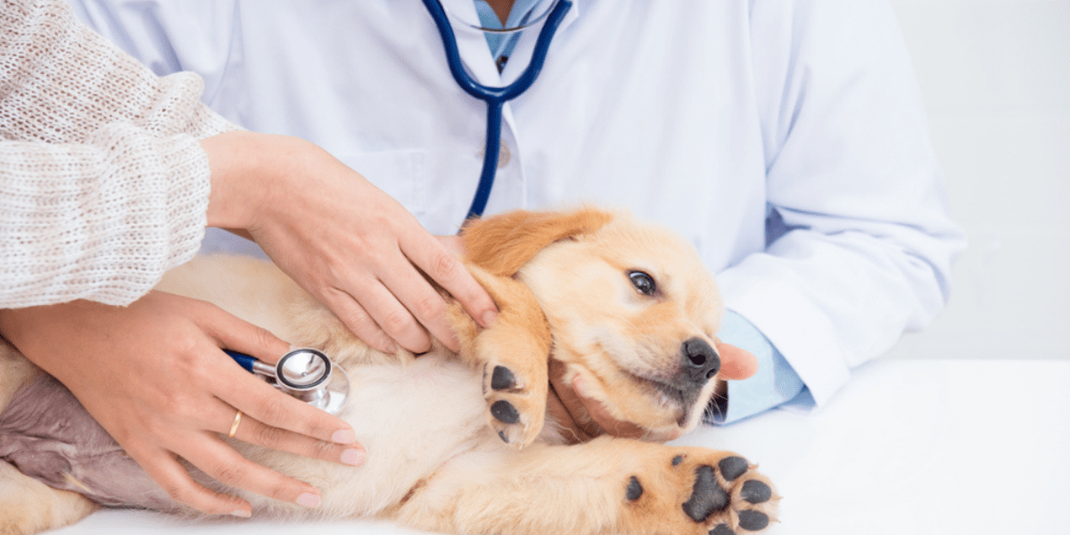 Does Your Dog’s Behavior Change After he is Spayed or Neutered?