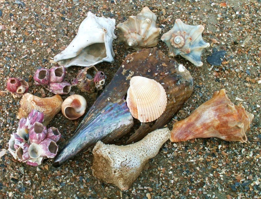 Tybee Shelling with Dr. Joe Tybee Island GA Savannah Beach