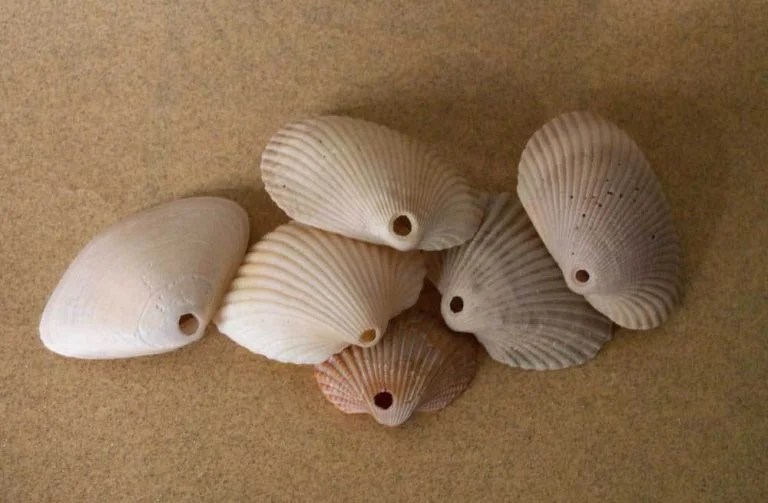 Decoding Tybee's Seashell Holes Tybee Island