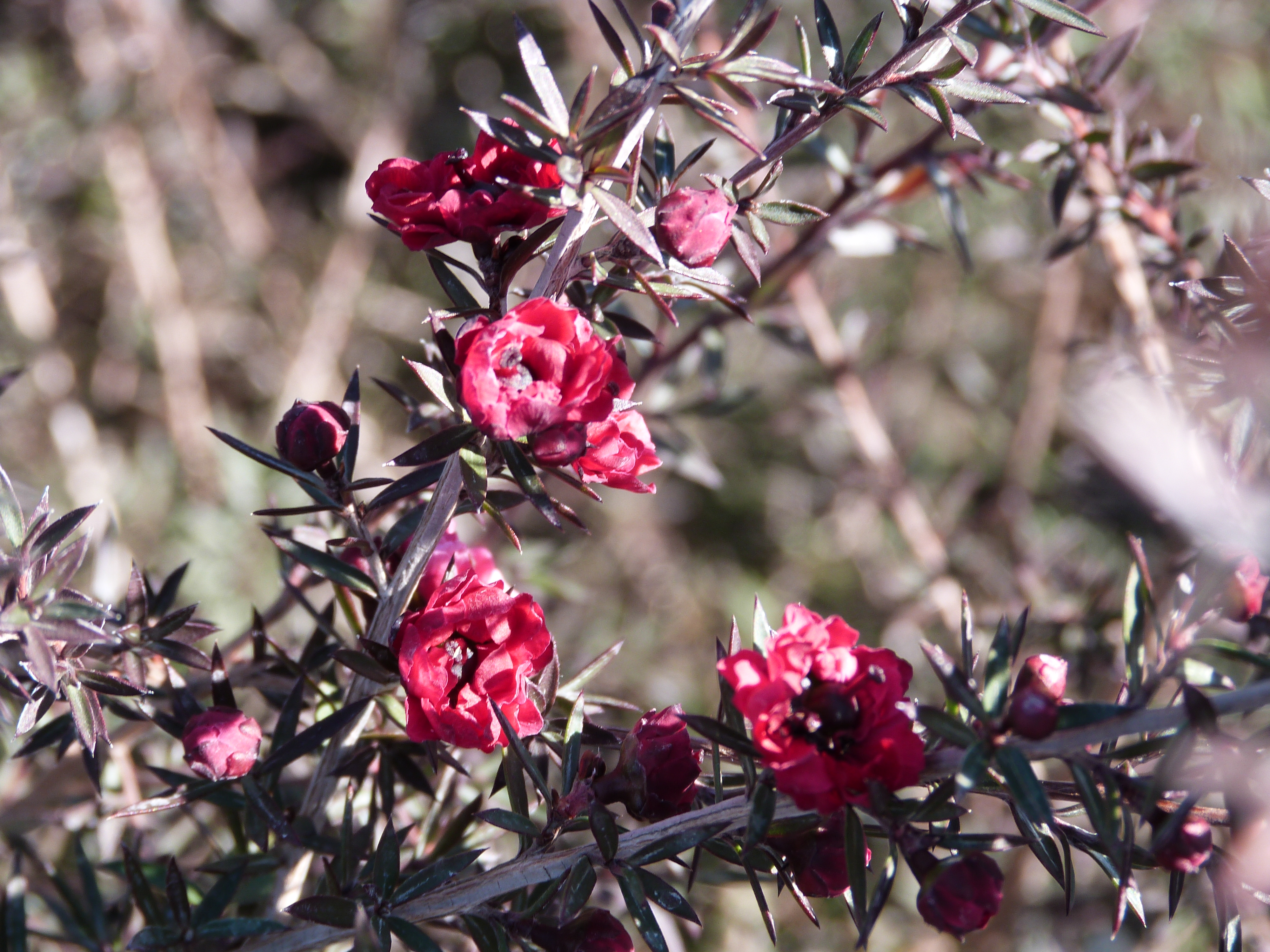 Winterflowering shrubs? We have them! TY Nursery