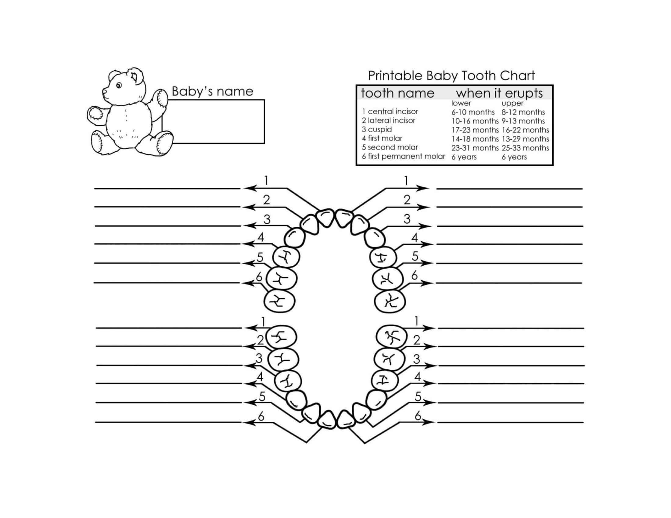Free Printable Tooth Chart Templates – [Dental Chart] Teeth Numbers PDF