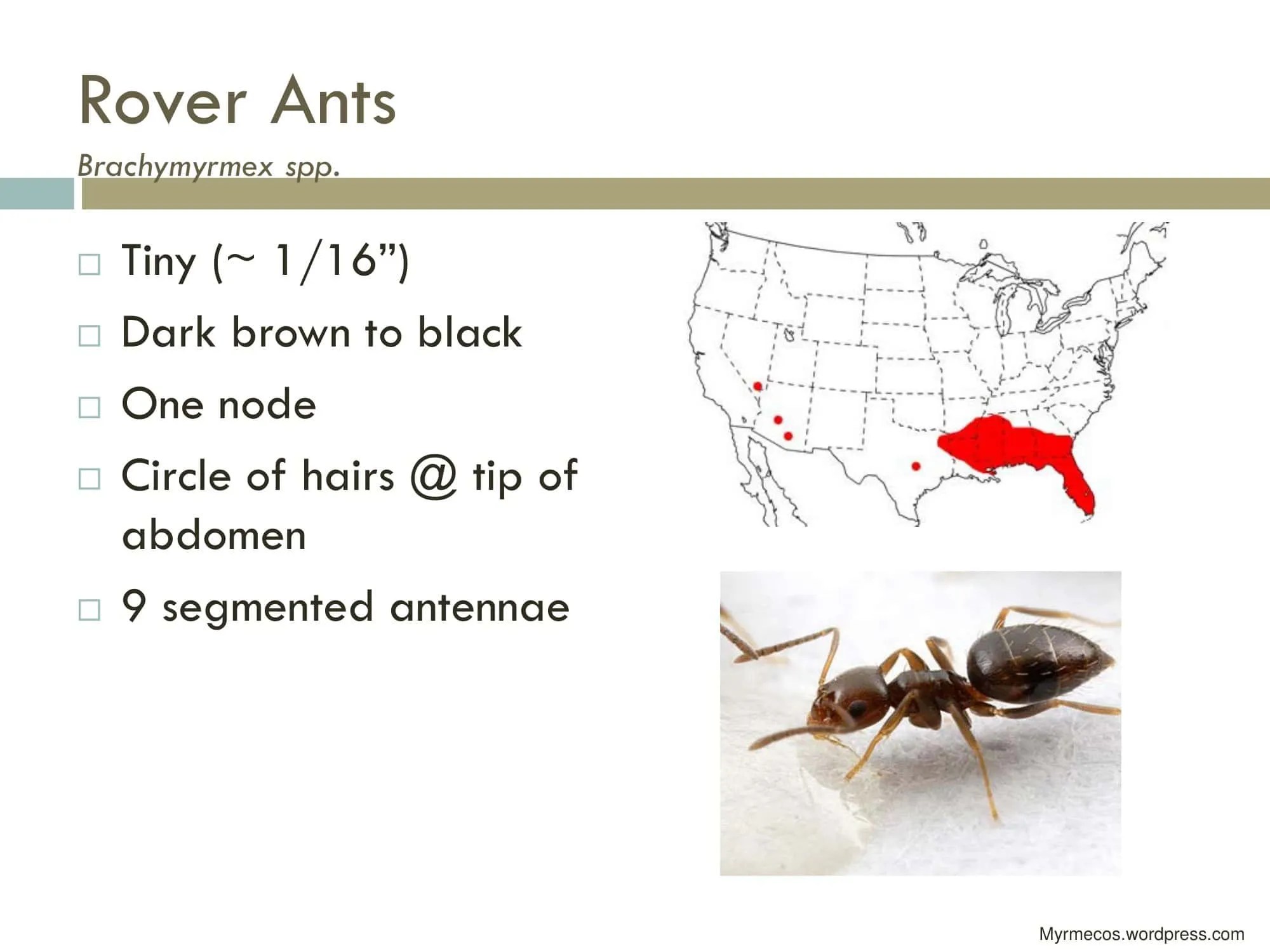 Free Printable Ant Identification Charts [PDF] With Pictures