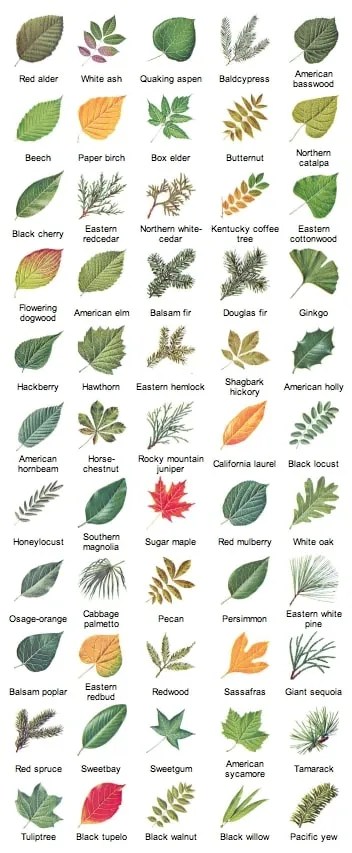 Free Printable Tree Leaf Identification Charts [PDF] Infographic