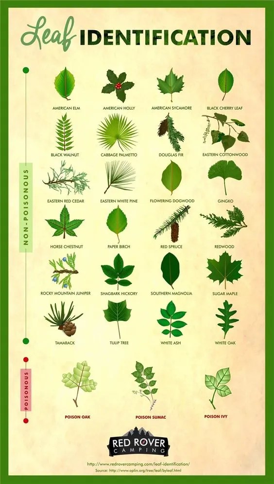Free Printable Tree Leaf Identification Charts [PDF] Infographic