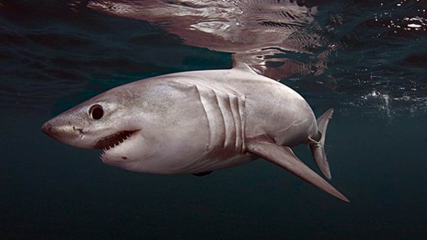 61 Different Types of Sharks Species You Should Know About Types of All