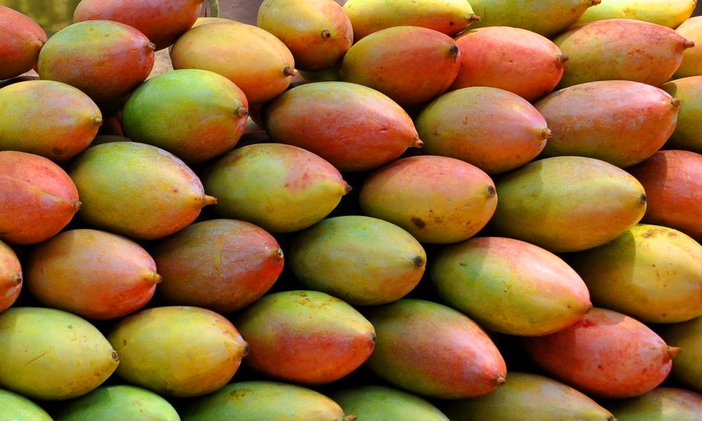 45 Different Types of Mangoes Varieties Around the World Types of All