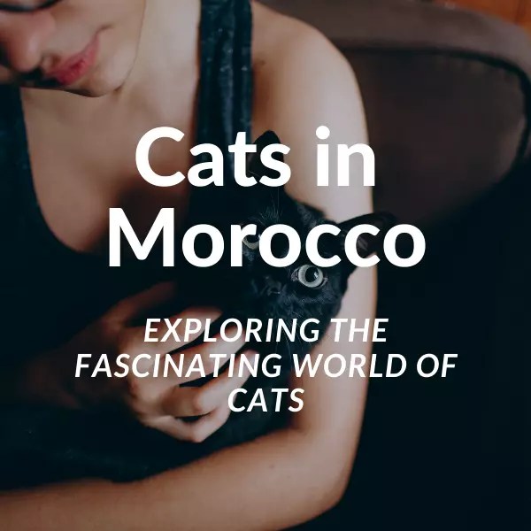 Exploring the Fascinating World of Cats in Morocco