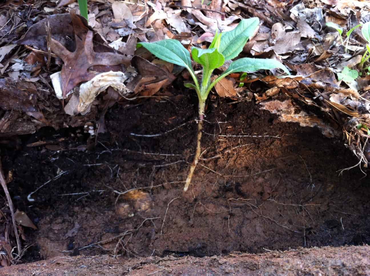 Tip How To Avoid Or Fix Compacted Soil In Your Garden Growjourney