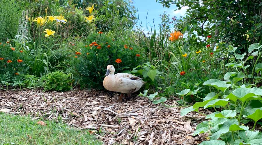 10 things you should know before you get ducks Tyrant Farms