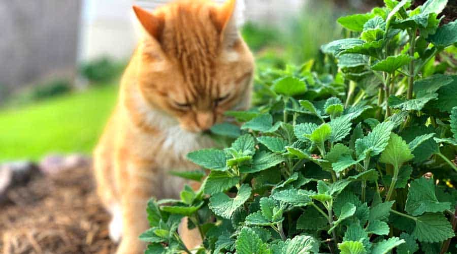 From the scientists How to use catnip as a mosquito repellent Tyrant