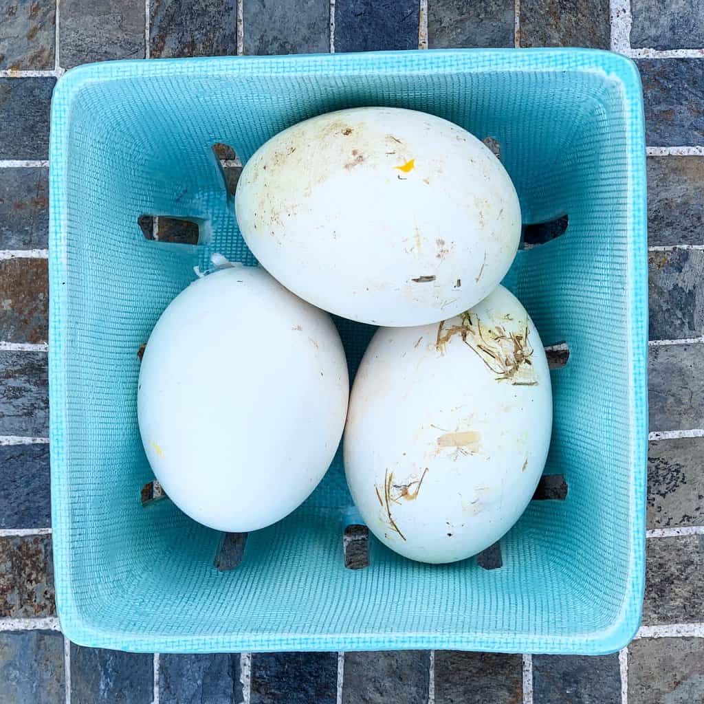 Goose Eggs Hatching