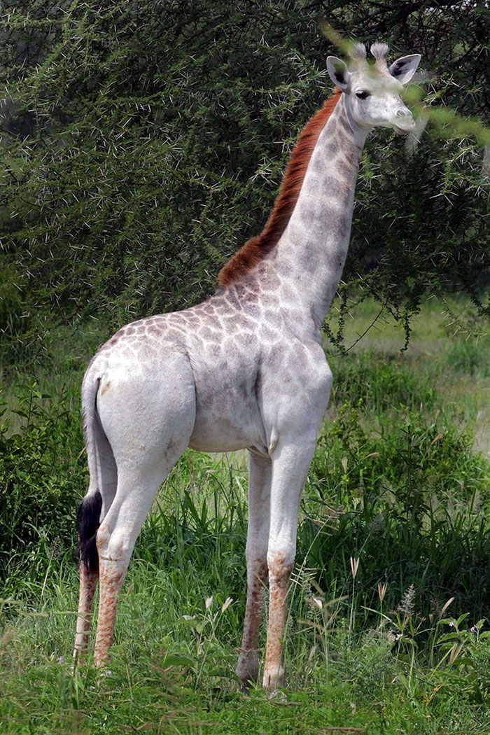 „Omo“ Wenn eine weiße Giraffe nach einem Bleichmittel benannt wird