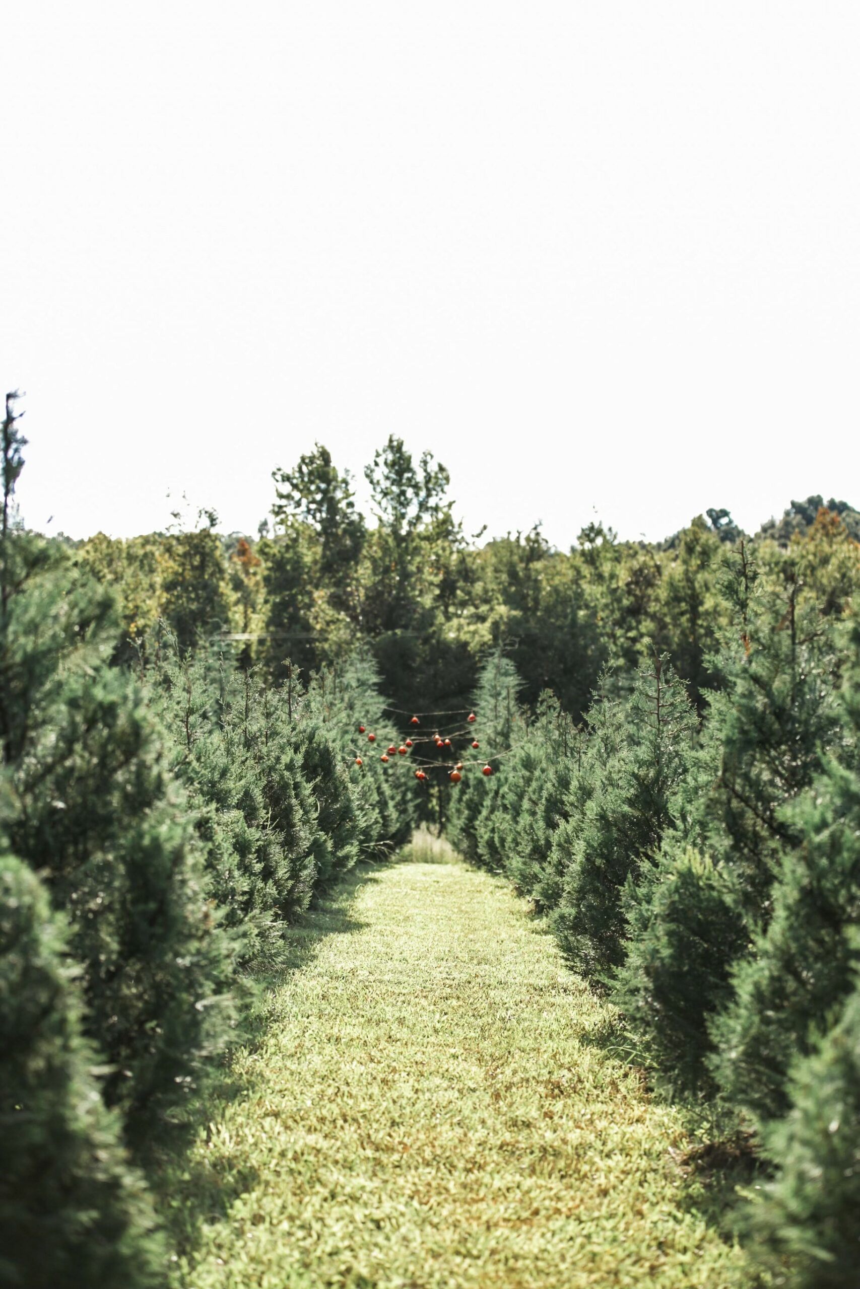 Plan now to guarantee a Tennessee Christmas tree UCBJ Upper