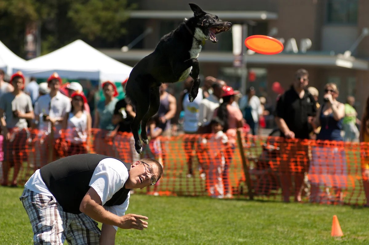 Guide UC Davis Picnic Day 2019 UC Davis