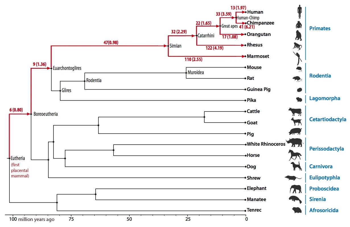 Reconstruction of Ancient Chromosomes Offers Insight Into Mammalian Evolution UC Davis