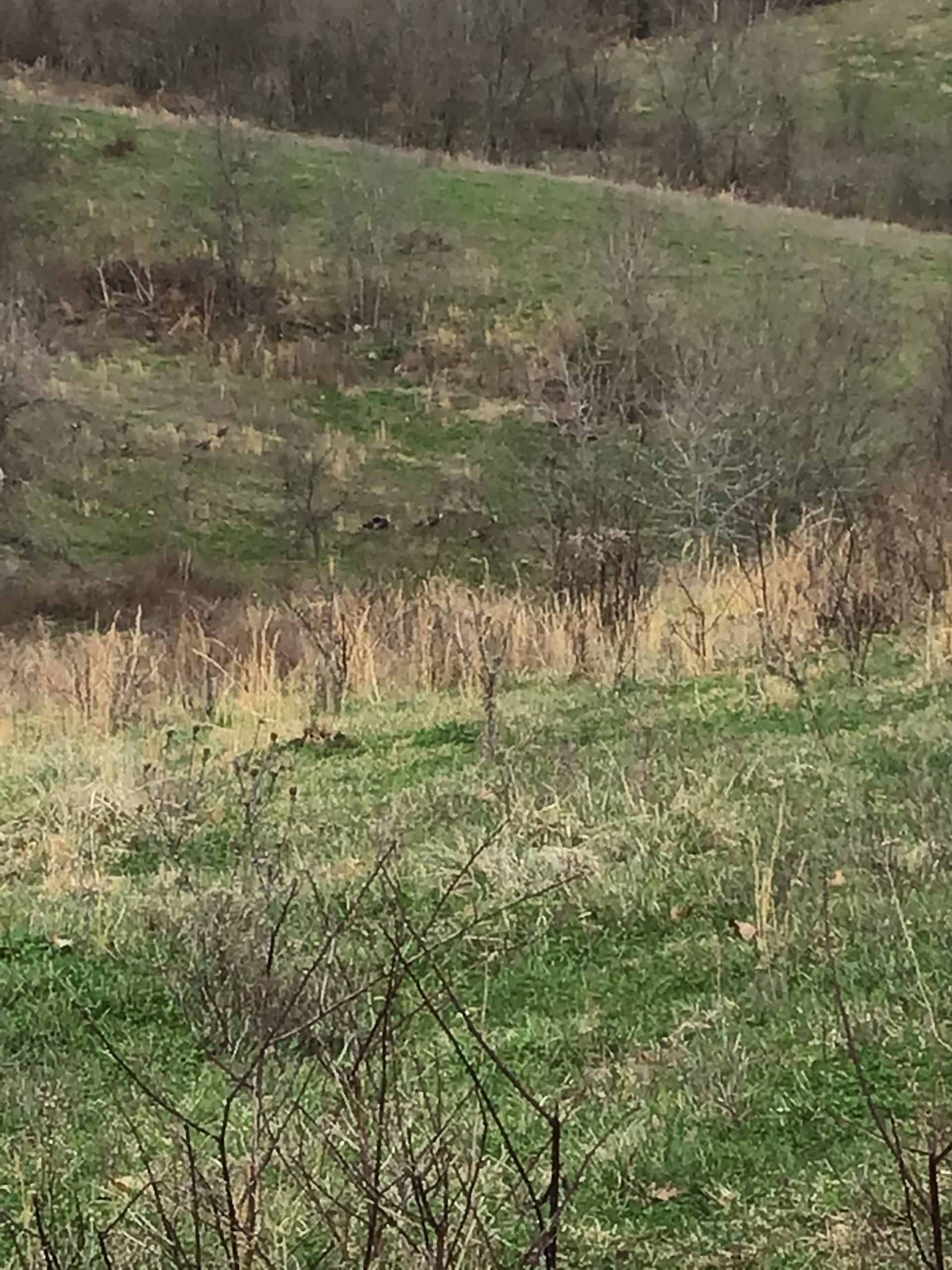 Hunting Land For Sale in Missouri Hunting Properties for sale in Missouri