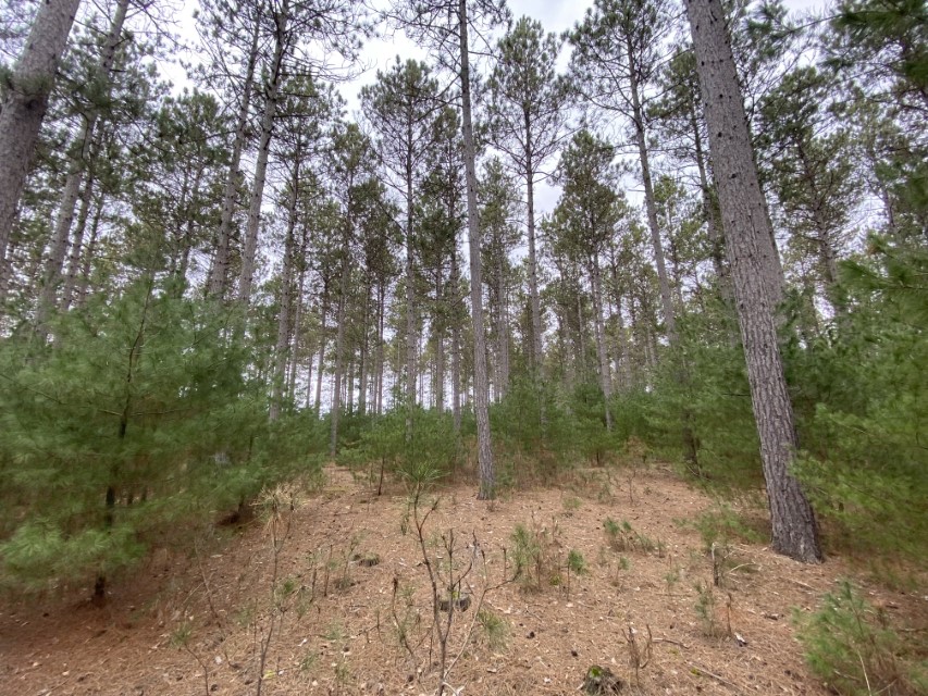 Land For Sale in Wisconsin Hunting Land For Sale in Wisconsin