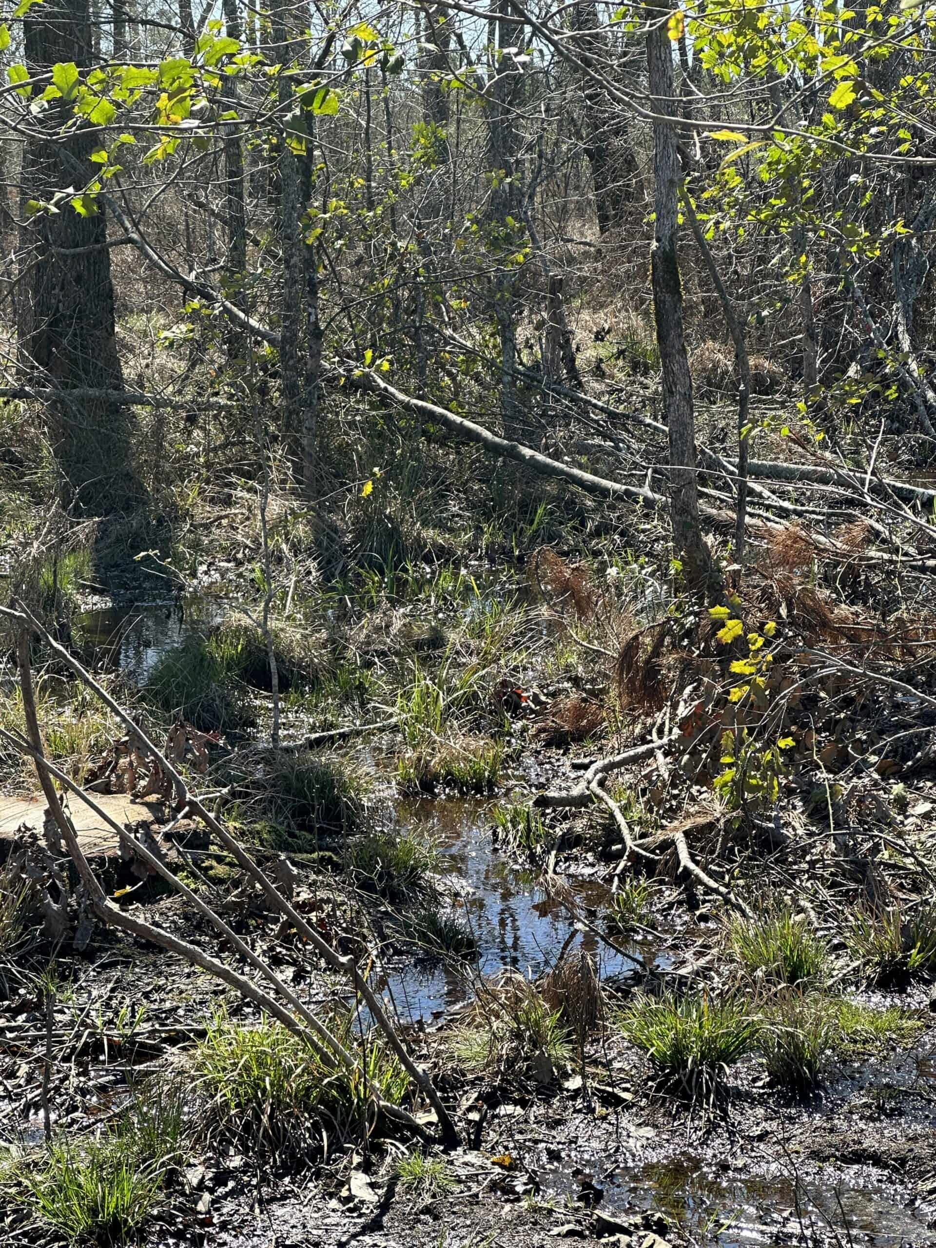 Arkansas Hunting Land UC Hunting Properties