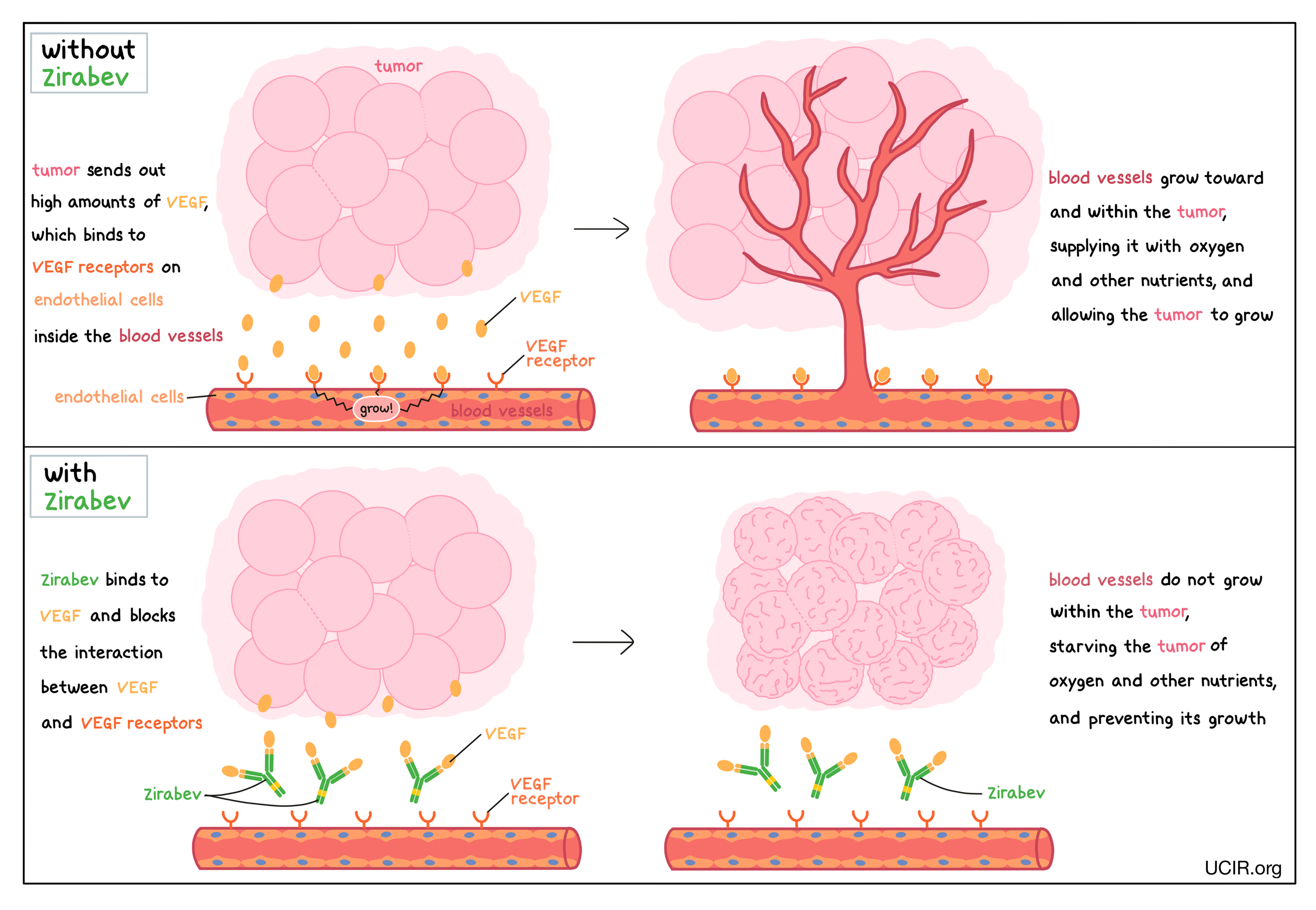 Bevacizumab Mechanism Of Action