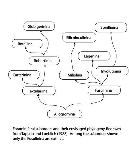 Foraminifera