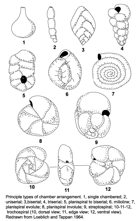 Foraminifera