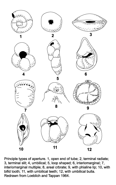 Foraminifera