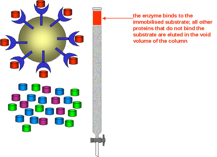 Affinity Chromatography Diagram