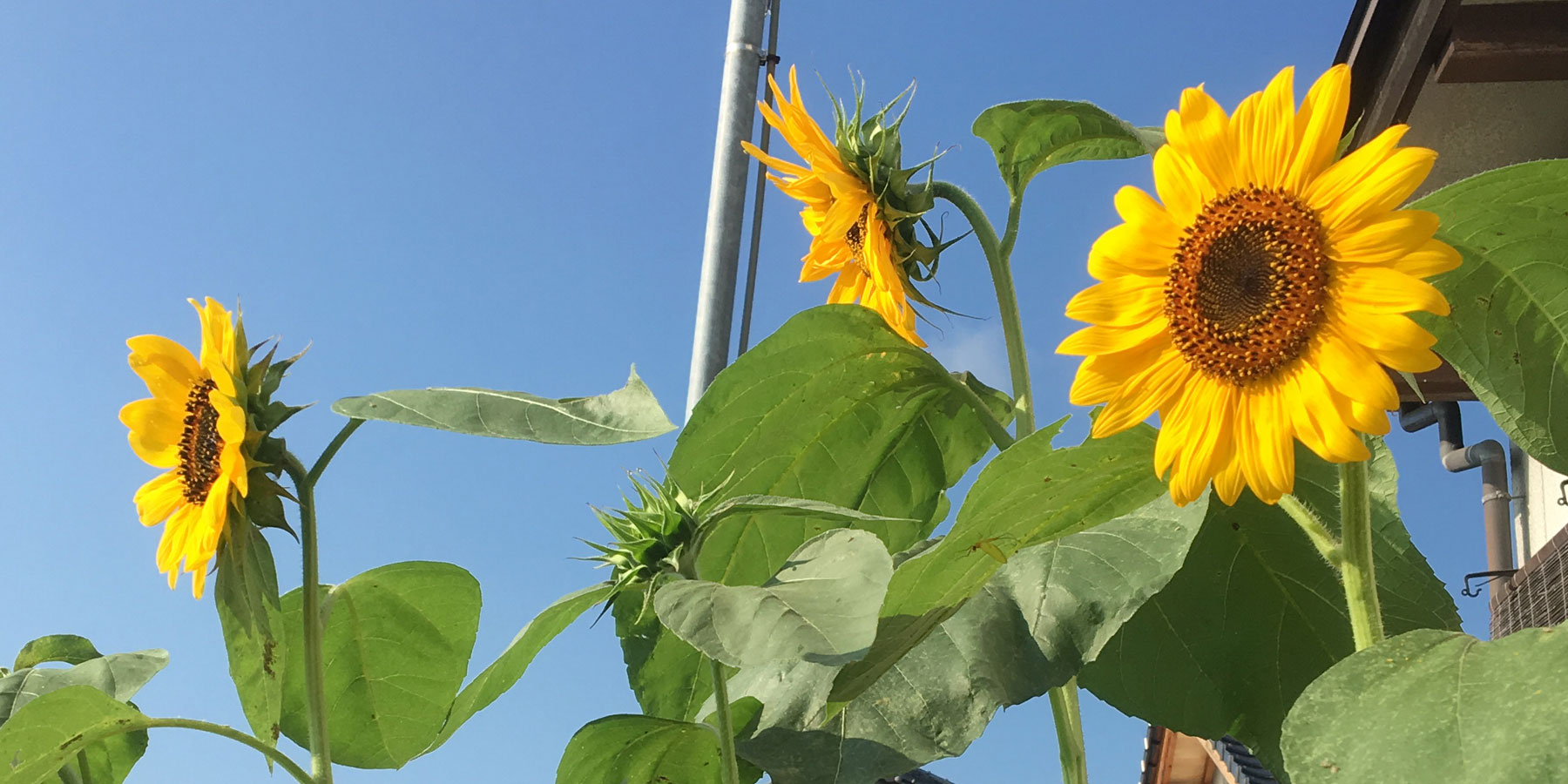 夏季休業日のお知らせ