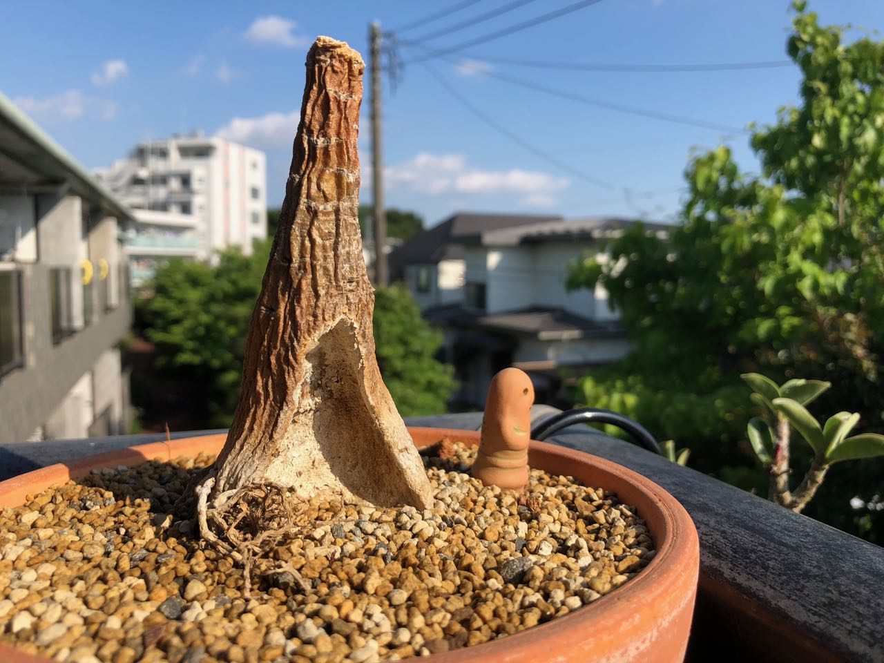 アデニウムが腐ってしまった時の対処法 その３ ゴキゲンで行こうぜ