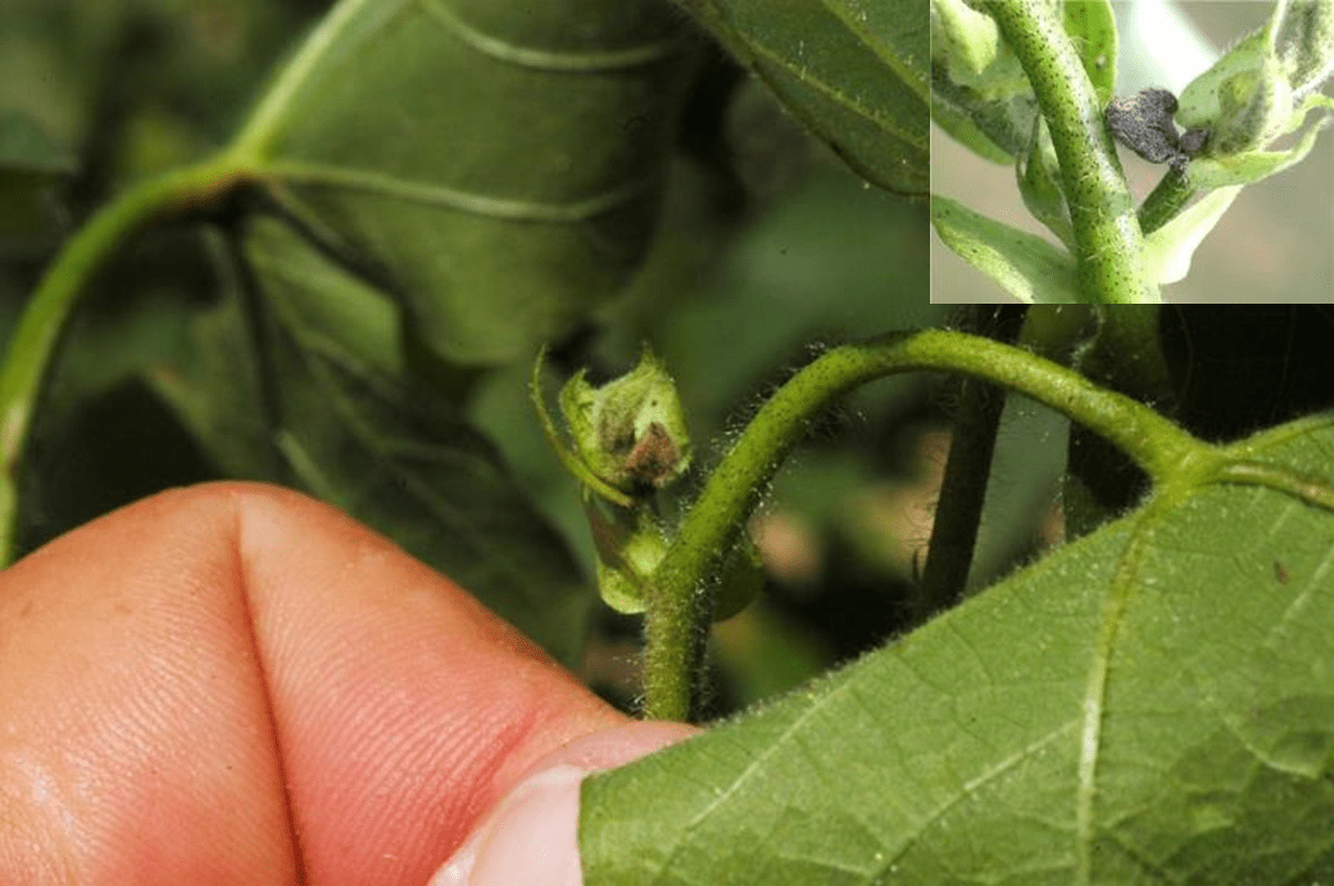 Scout Tarnished Plant Bugs UGA Cotton News