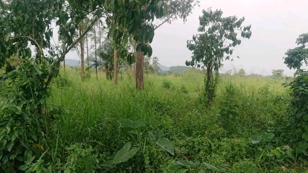 90 farmalnd acres for sale at semutokapeeka each 8m ugx titled