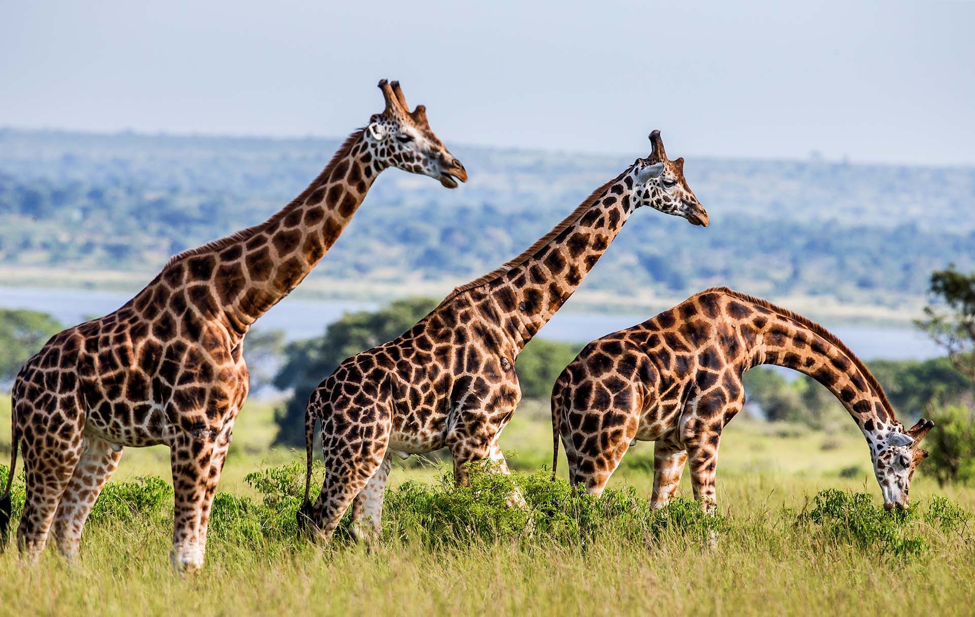 Why one Should Visit Uganda? Uganda Safaris Tours Uganda Tours